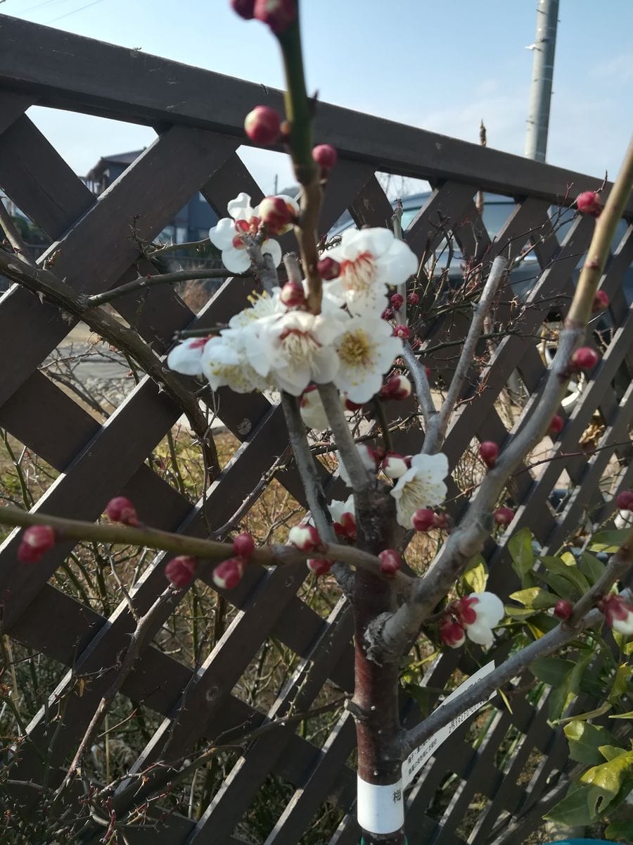 梅の花が咲きました