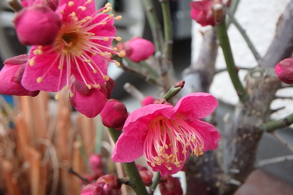 今日のお花たち（梅）