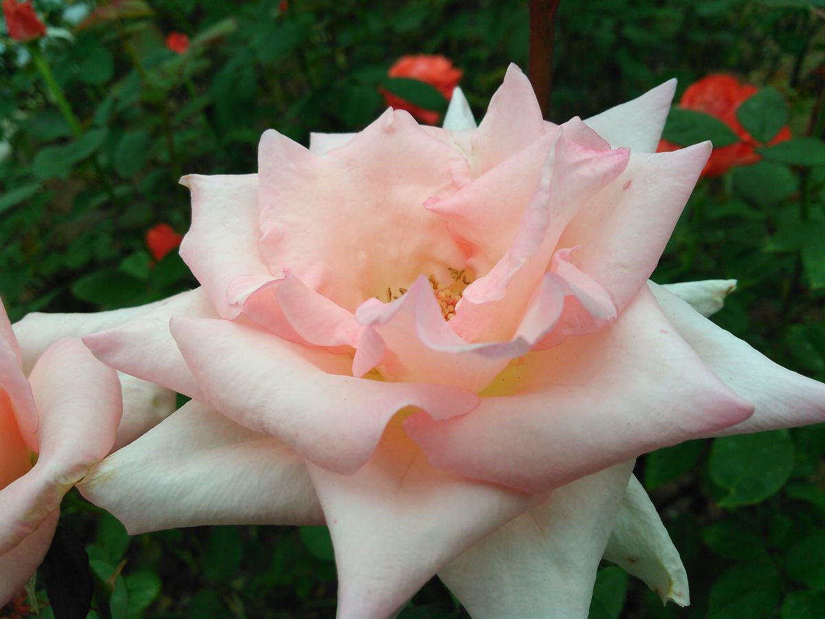 2017年・見に行った晩秋の公園で出会った薔薇たち！！