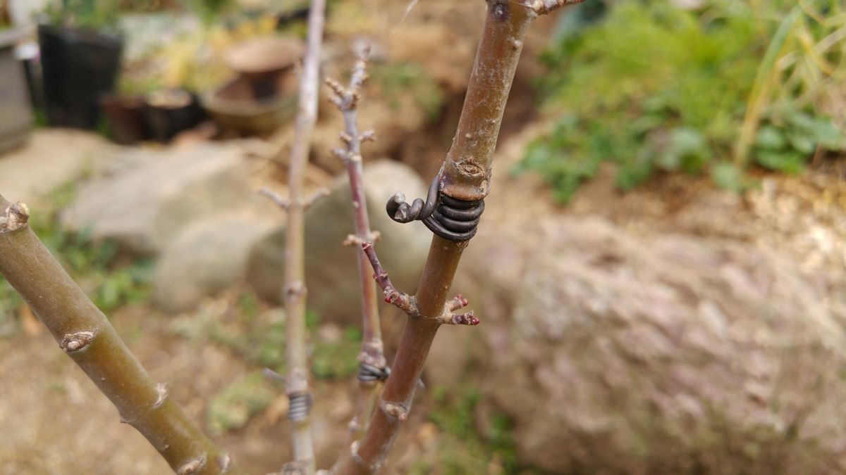 椛の取り木準備