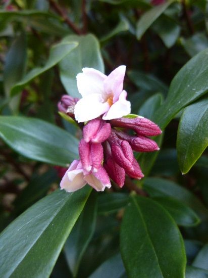 沈丁花が咲きました