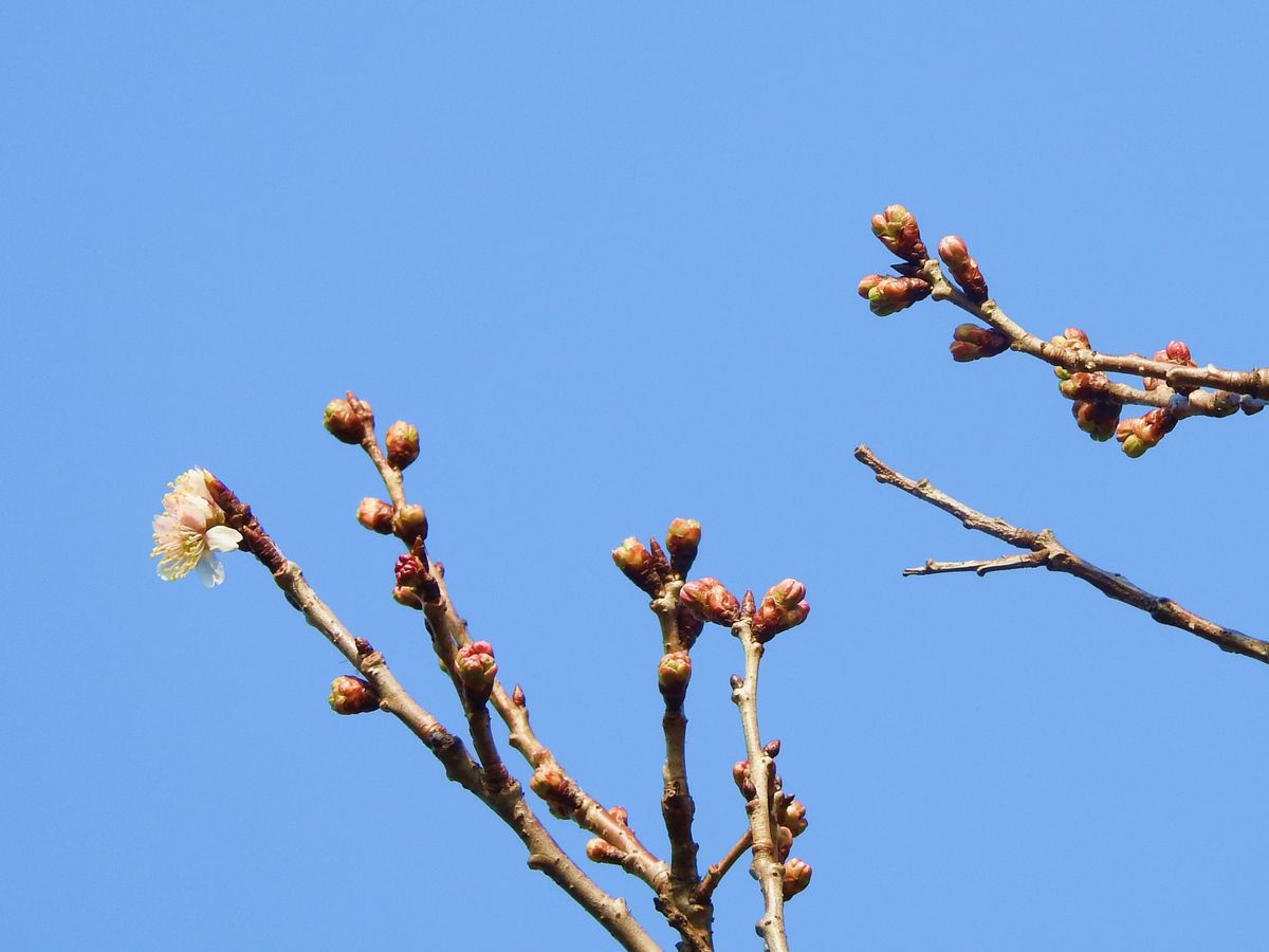  "桜咲く”