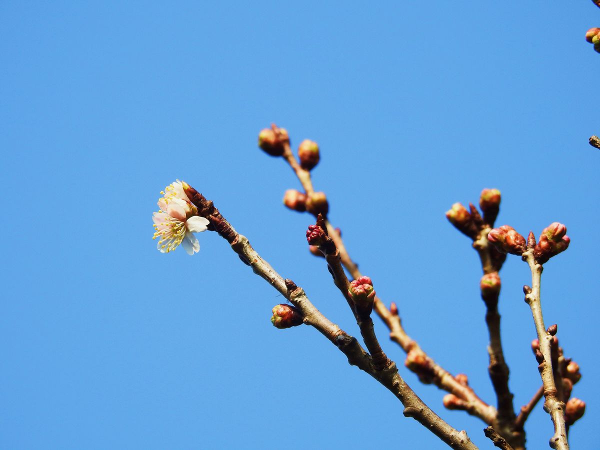  "桜咲く”