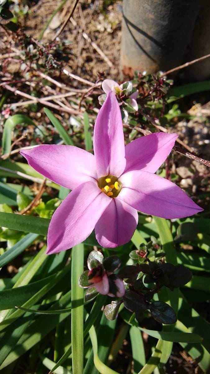 春の陽気に誘われて🌸