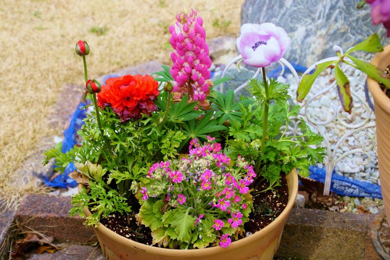 春の寄せ植え