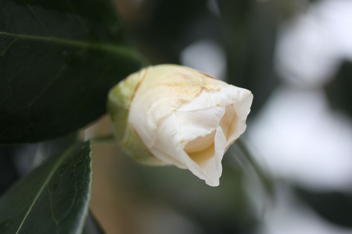 室内で開花させたクリスマスローズ！