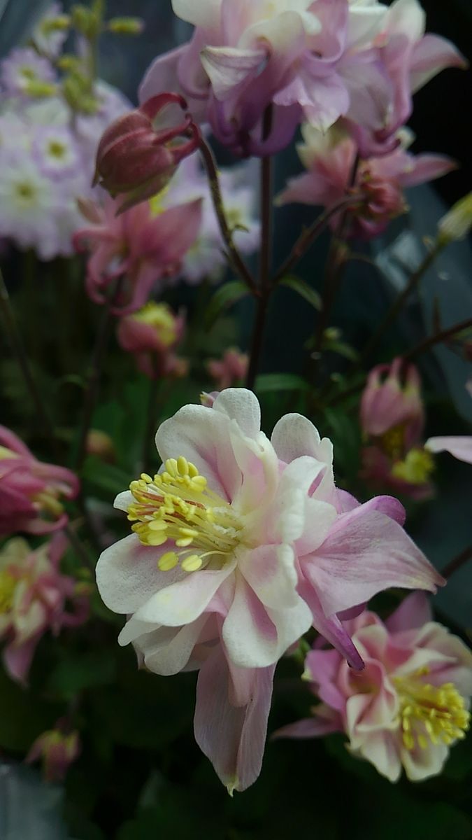 西洋オダマキと雲南桜草？