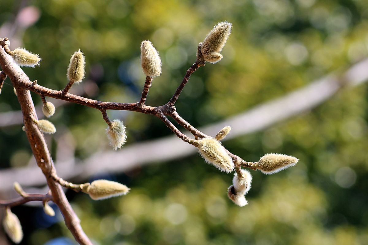 キブシの冬芽が、いかにもキブシらしくなってきた件についてのレポート！