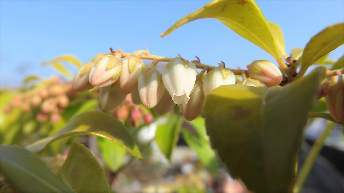 今朝はもはや早春でしたね( ◠‿◠ ) ～