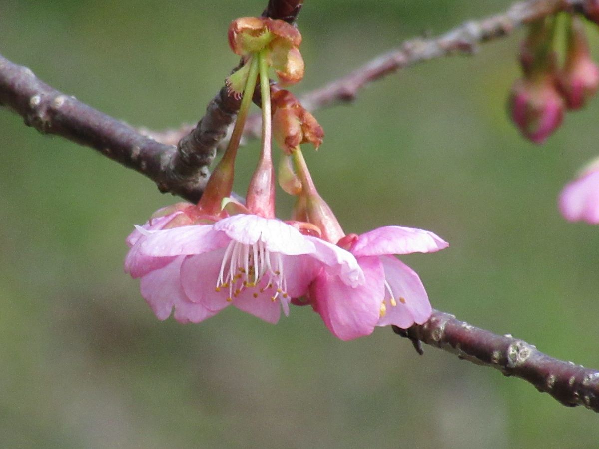 由愛(ゆめ)の花日記♪