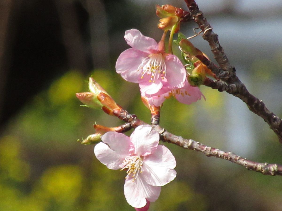 由愛(ゆめ)の花日記♪