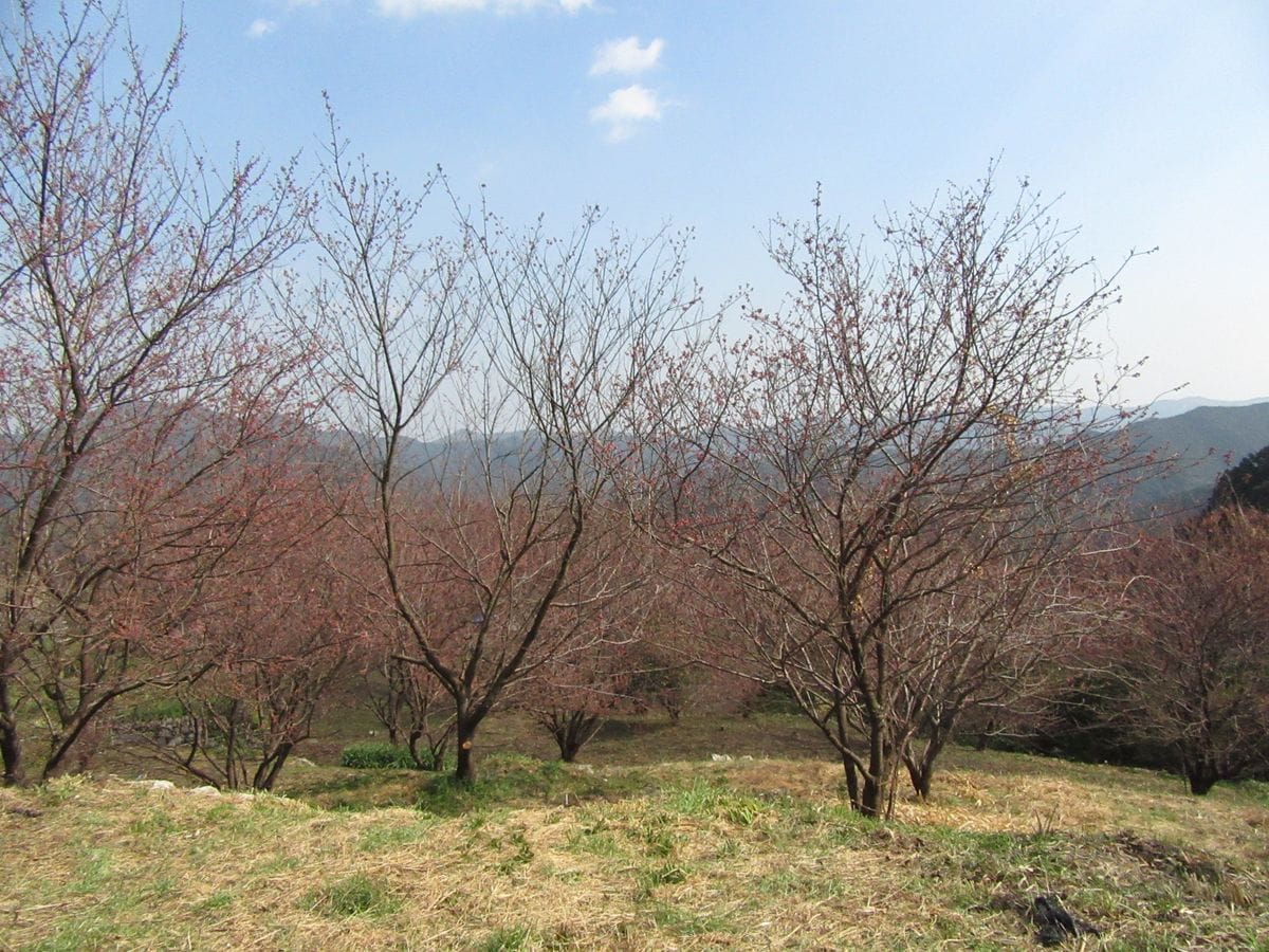 由愛(ゆめ)の花日記♪