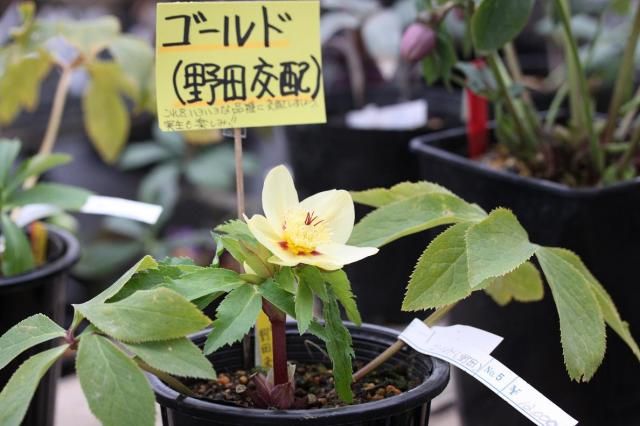 買えないけれども～こんな花色も好き！