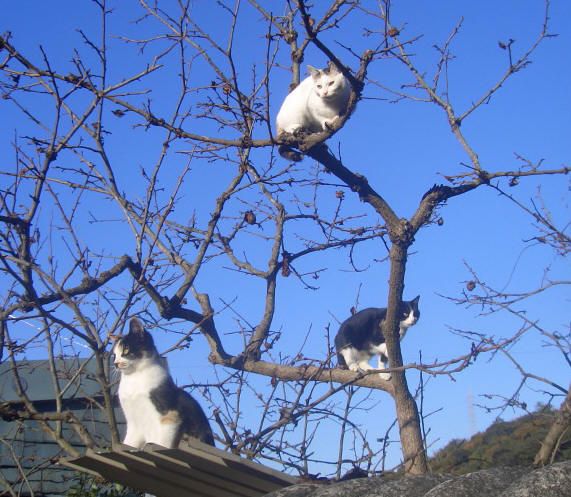 木登りの好きな猫