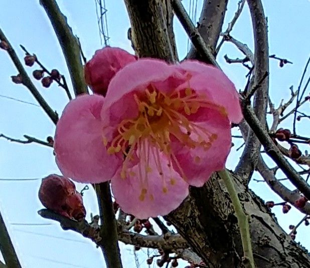 梅ちゃん🌸　・　確認とお願い