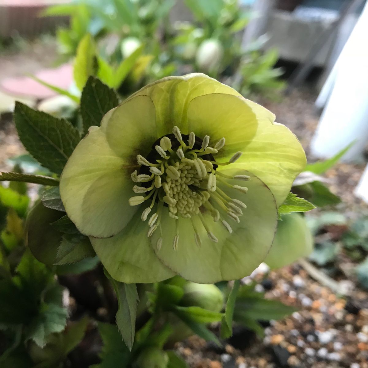 今朝のクリロ…地植え編❣️