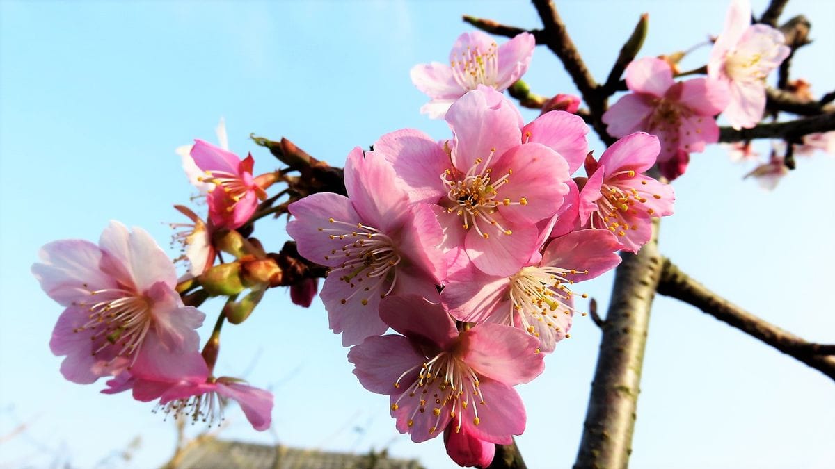 今朝の花様子