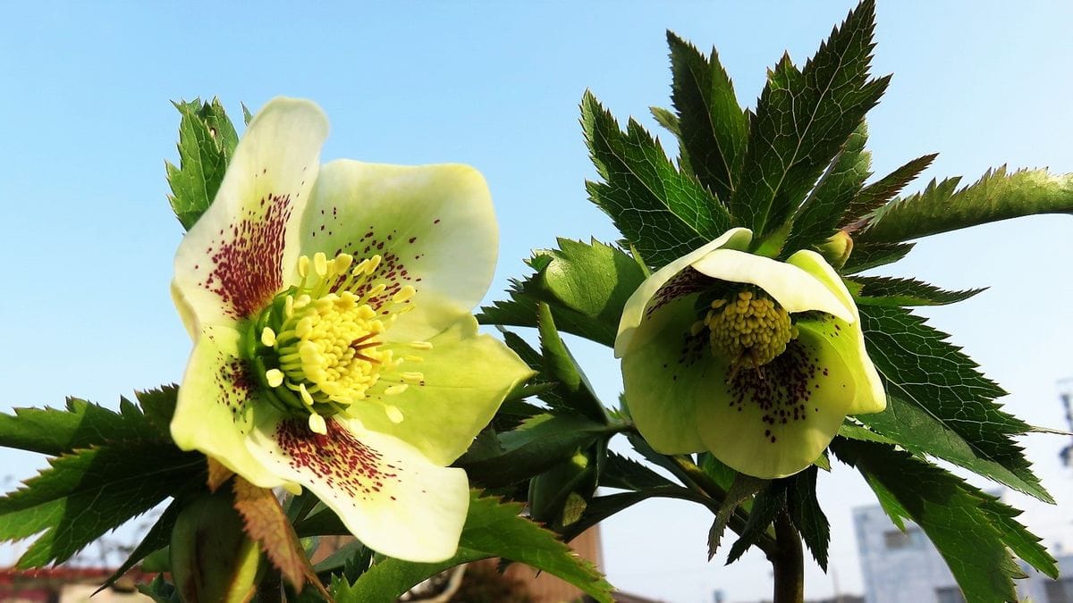 今朝の花様子　クリスマスローズ