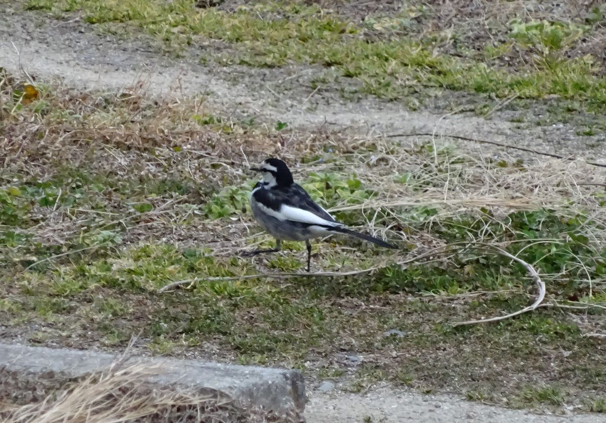 本日も鳥三昧　②