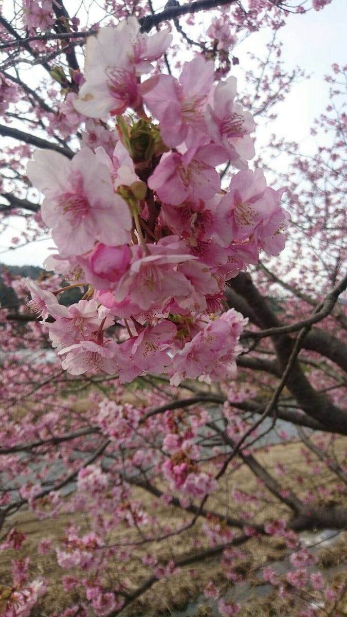 河津桜を見に来ました。