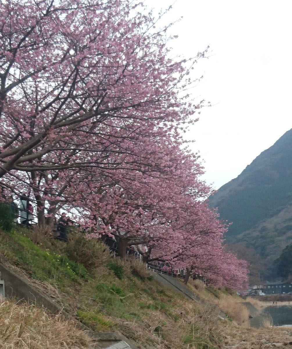 河津桜を見に来ました。