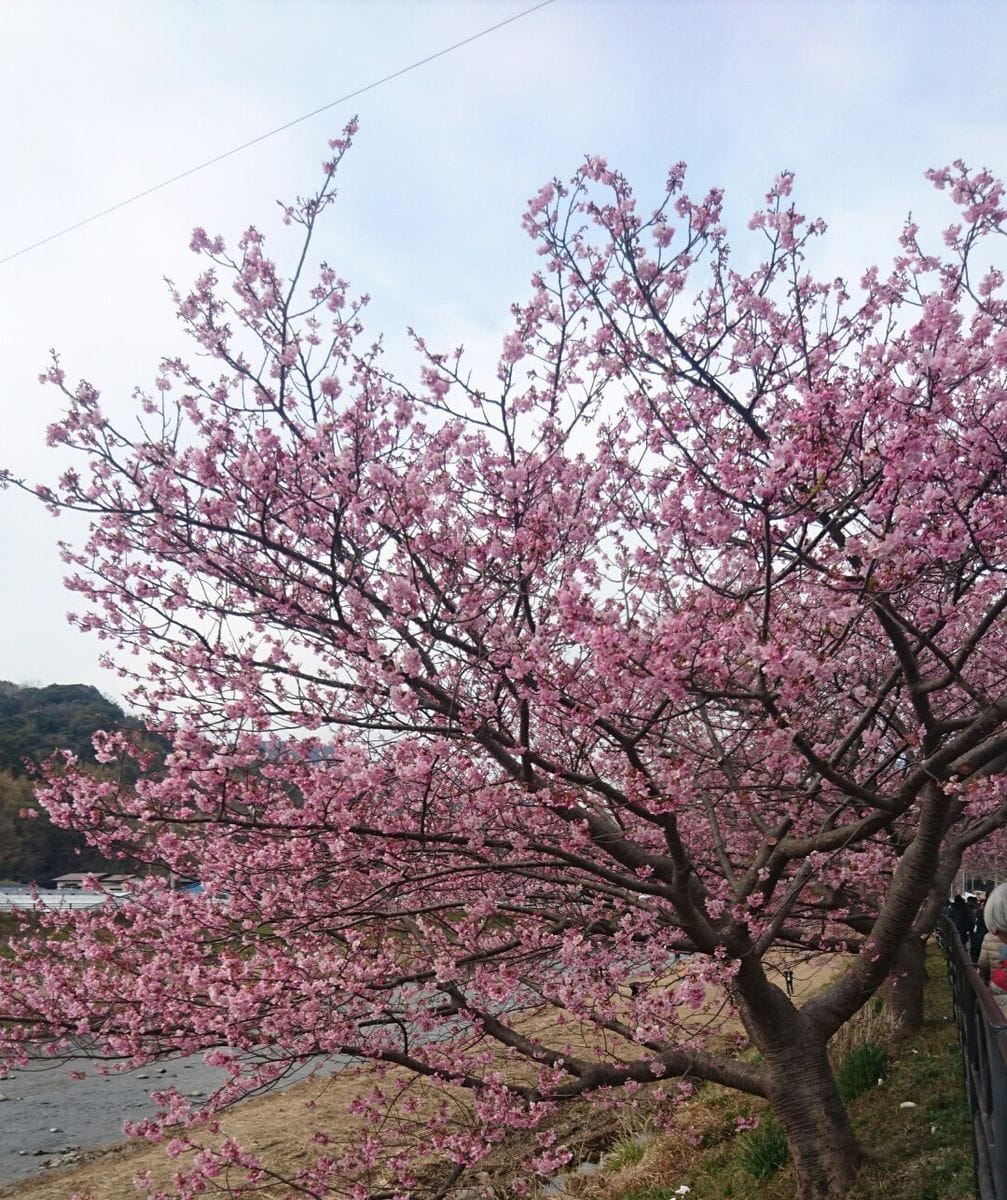 河津桜を見に来ました。