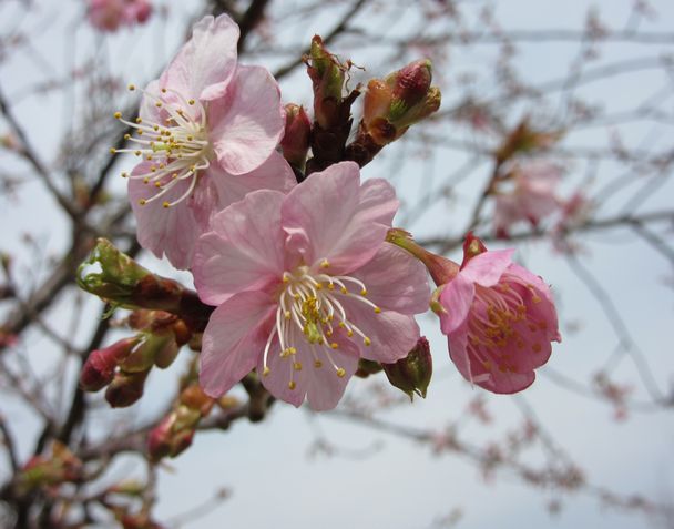 そろそろ桜～♪