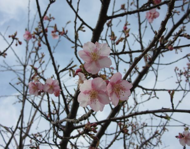 そろそろ桜～♪