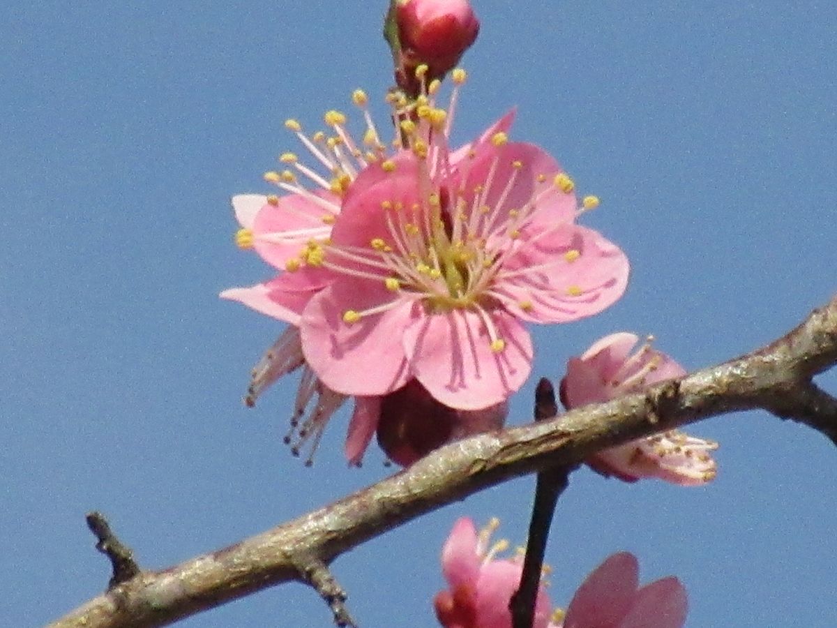 由愛(ゆめ)の花日記♪