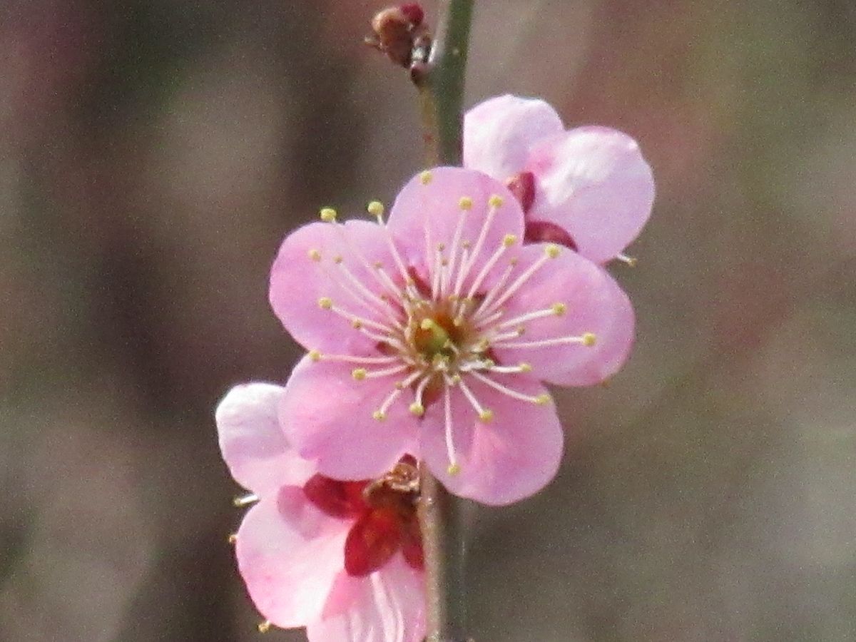 由愛(ゆめ)の花日記♪