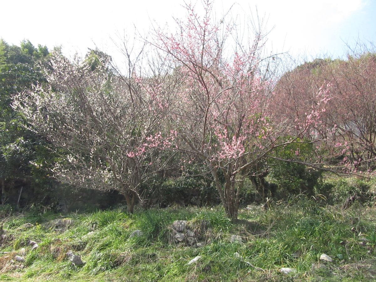 由愛(ゆめ)の花日記♪