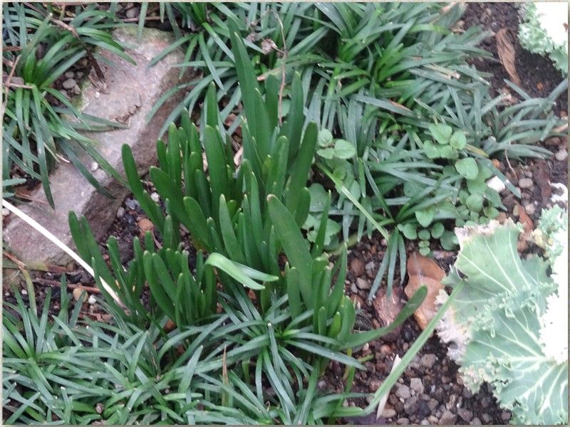 🌷球根植物の仲間たち🌷