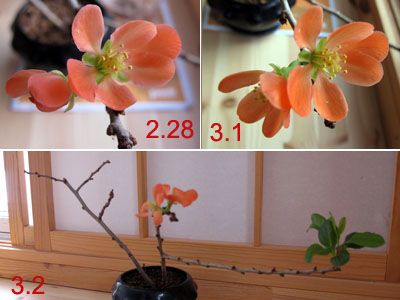 鮭の切り身色のボケの花