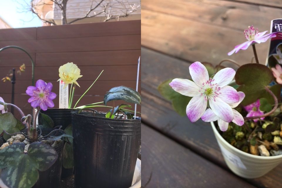 クロッカスとバラの芽かき