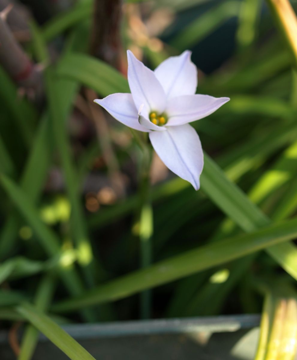 初めの一花