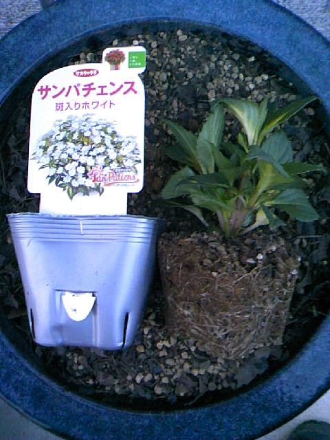 斑入りサンパチェンス植えつけ