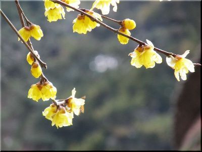 福寿草、一輪開花