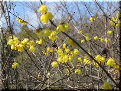 福寿草、一輪開花