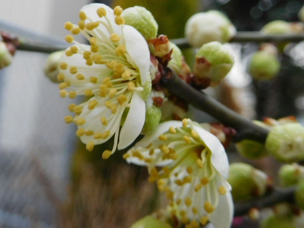 庭の花