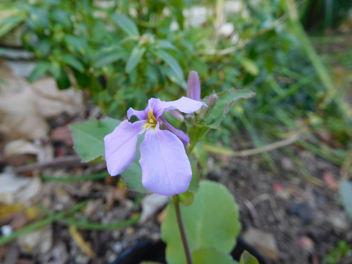 庭の花