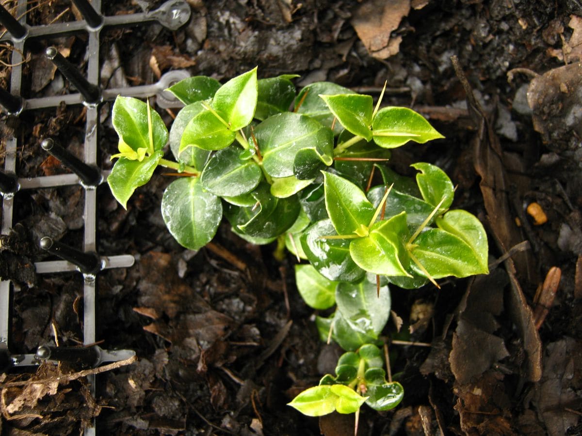 例年のごとく植え替えが忙しい。