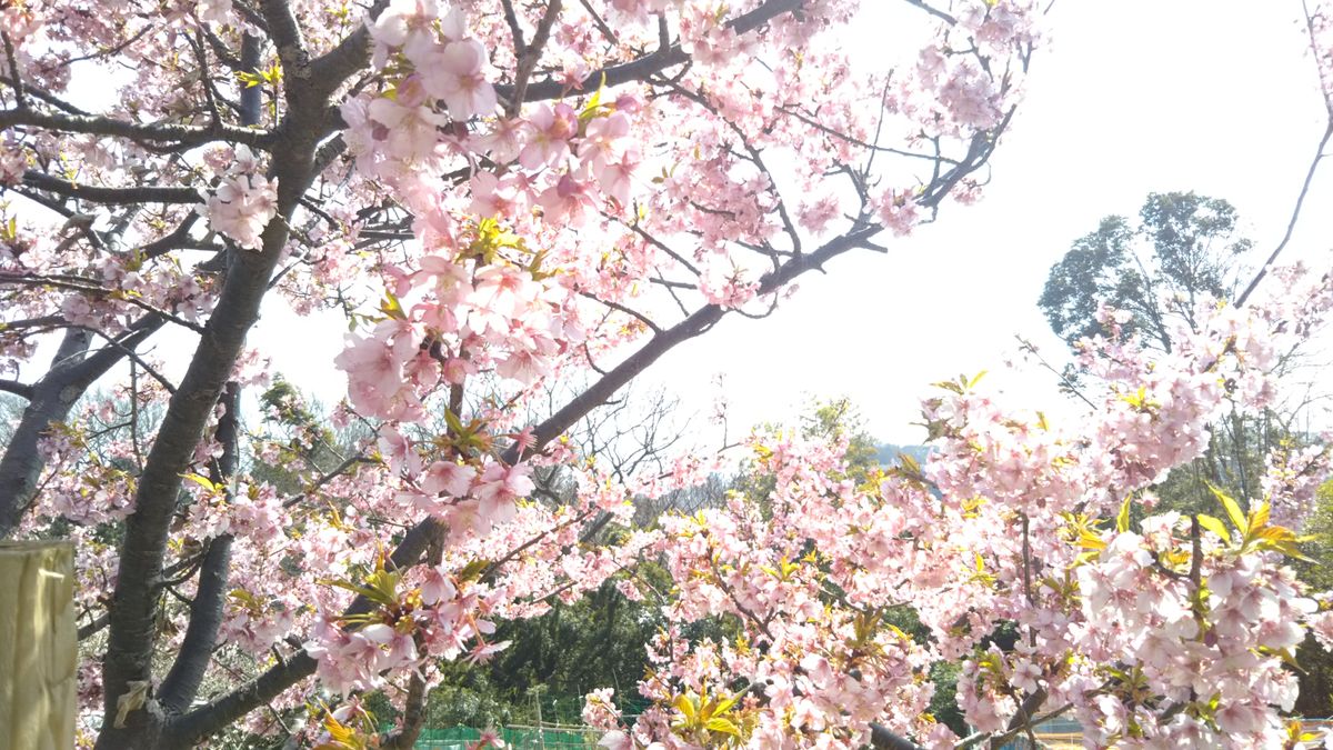 風が強い日は映画でも😃