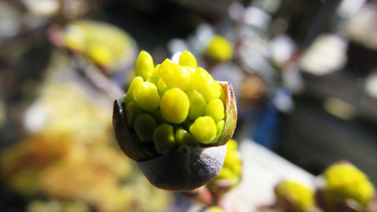 開花までもう一息　山茱萸の蕾ドアップ！