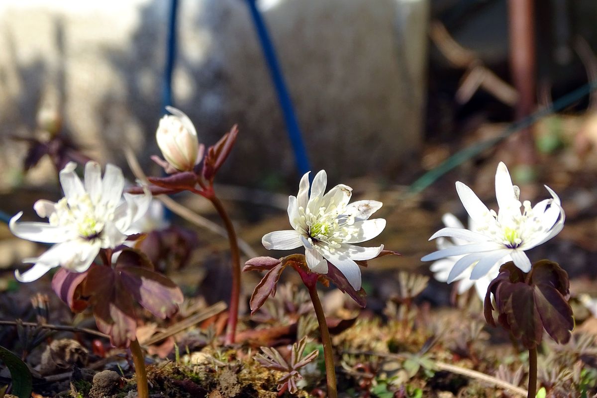 イチゲとは、いと美しき花哉！