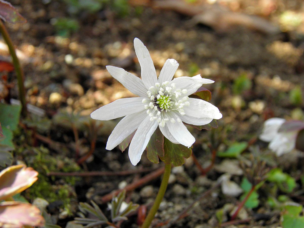 イチゲとは、いと美しき花哉！