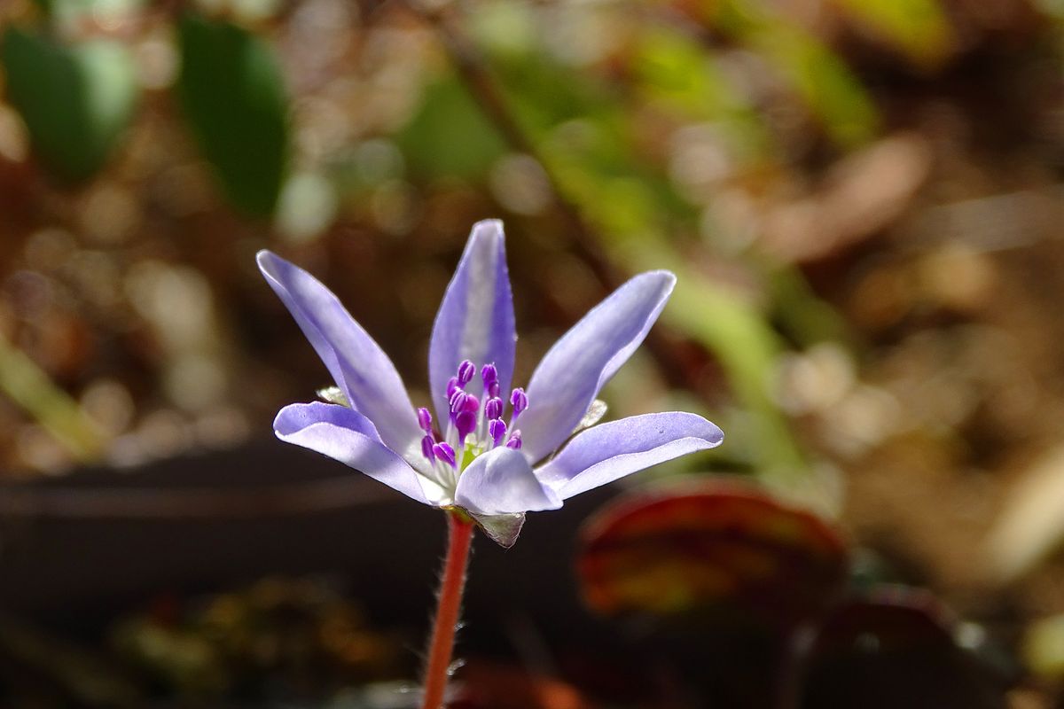 イチゲとは、いと美しき花哉！