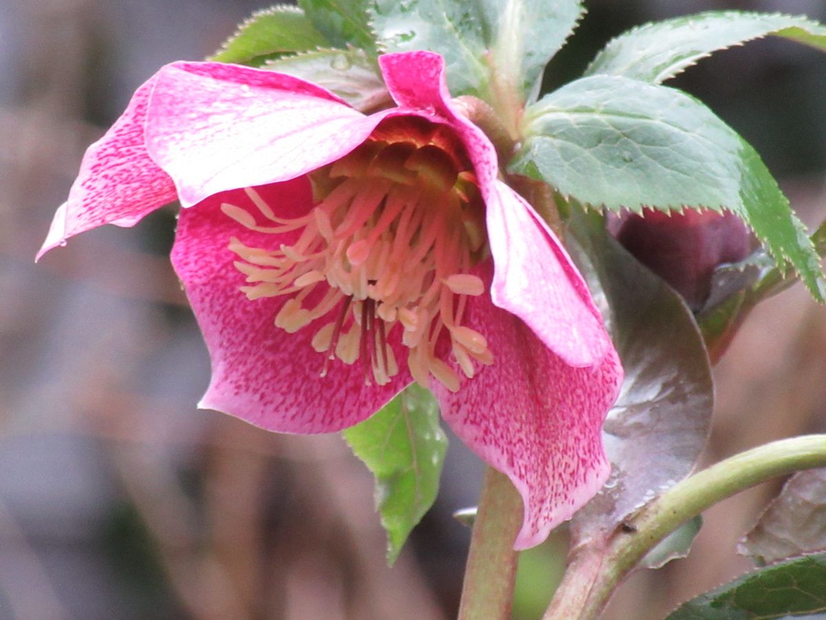 由愛(ゆめ)の花日記♪