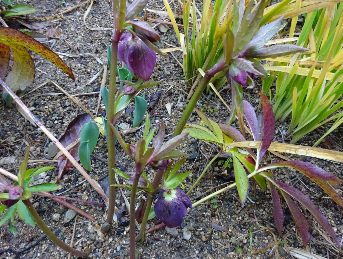 頭がカニ水仙