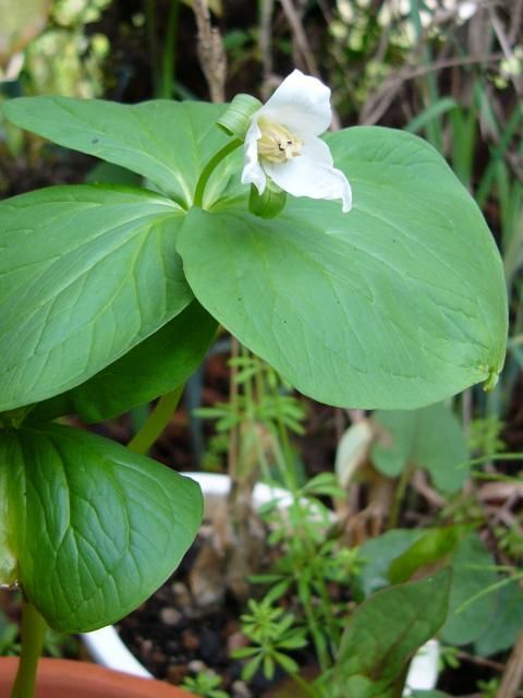 エンレイソウが開花