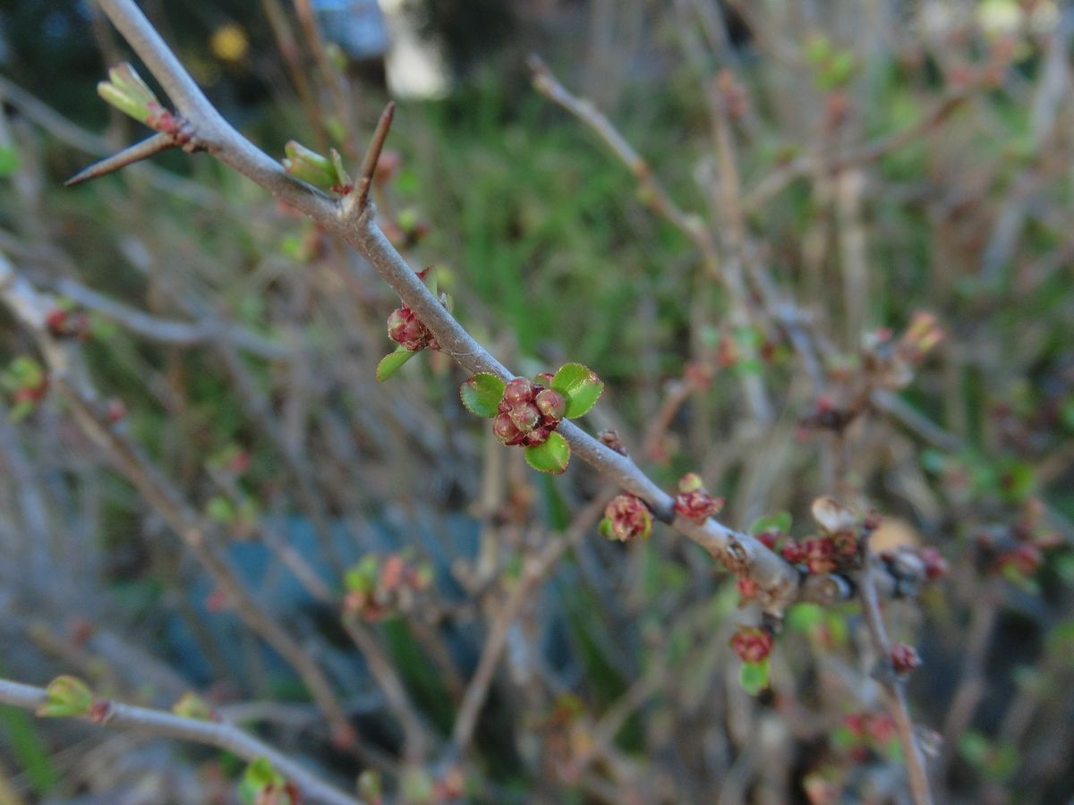 木瓜の蕾